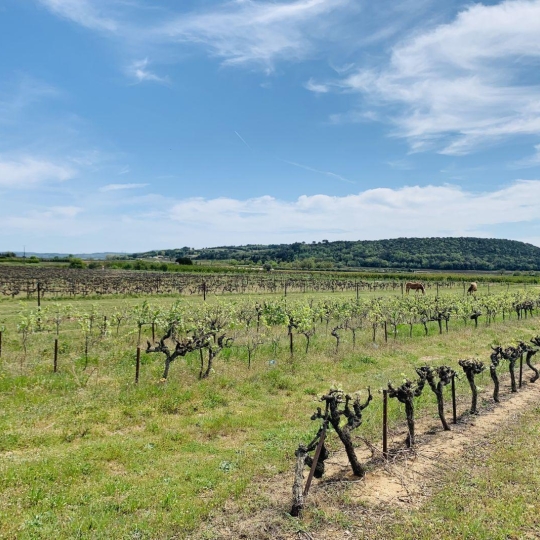 ICI-TERRAINS : Terrain | SAINT-LAURENT-DE-CARNOLS (30200) | m2 | 160 500 € ICI-TERRAINS : Terrain | SAINT-LAURENT-DE-CARNOLS (30200) | m2 | 160 500 €